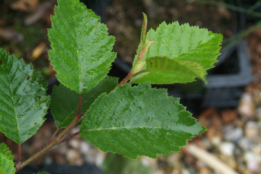 Alnus incana Witte els bestellen